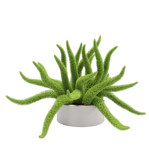 Asparagus densifloru狐尾天门冬绿植盆景3D模型（OBJ,FBX,MAX）