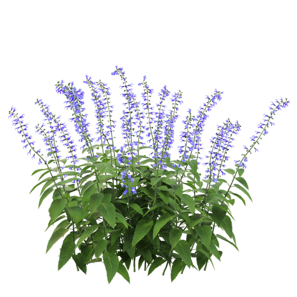 Salvia Guarantica开满紫色花朵的燕雀草深蓝鼠尾草3D模型（OBJ,FBX,MAX）