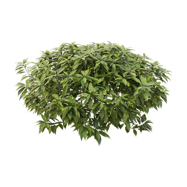 Ancuba japonica洒金珊瑚 花叶青木3D模型（OBJ,FBX,MAX）