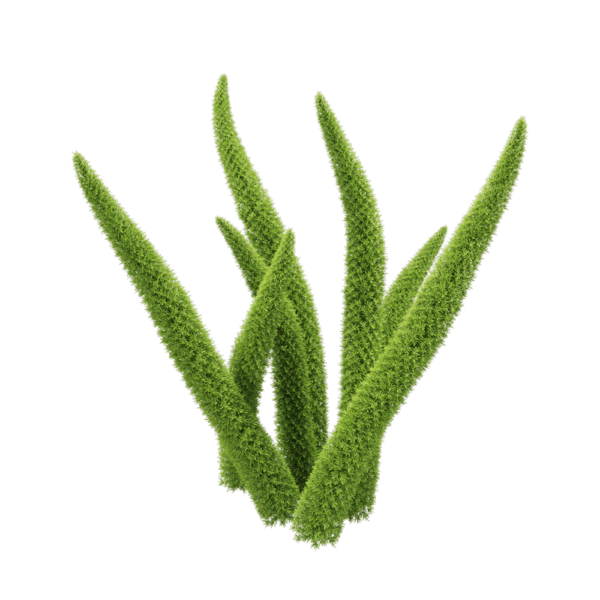 Asparagus densifloru狐尾天门冬植物3D模型（OBJ,FBX,MAX）