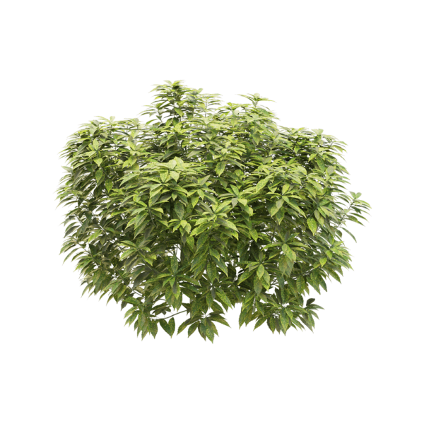 Ancuba japonica洒金珊瑚 花叶青木3D模型（OBJ,FBX,MAX）