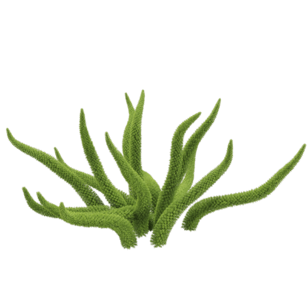 Asparagus densifloru狐尾天门冬植物3D模型（OBJ,FBX,MAX）
