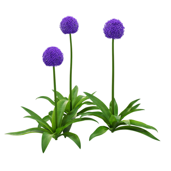 Allium giganteum大花葱3D模型（OBJ,FBX,MAX）