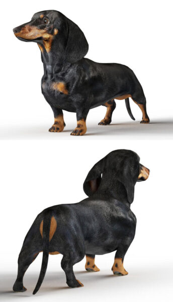 黑色腊肠犬3D模型（MAX）