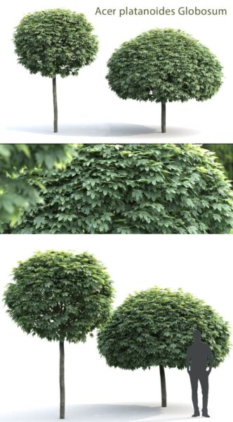Globosum嫁接在Acer Platanoides上的茂盛的圆顶枫树3D模型（FBX,MAX）