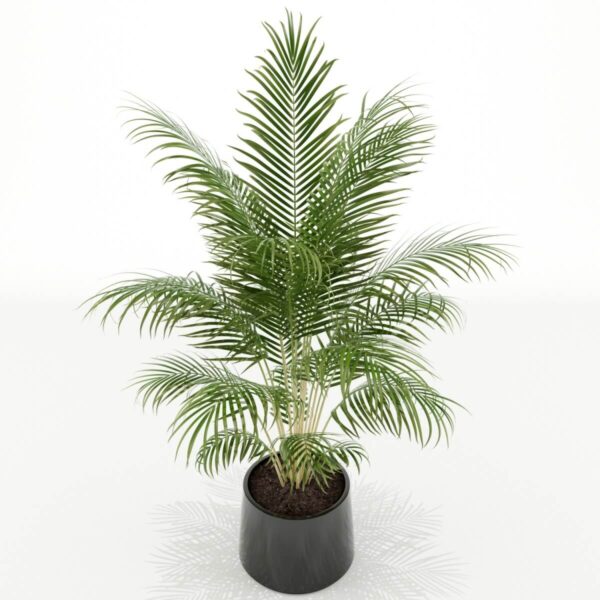 黑色花盆中的棕榈植物盆景3D模型（FBX,MAX）