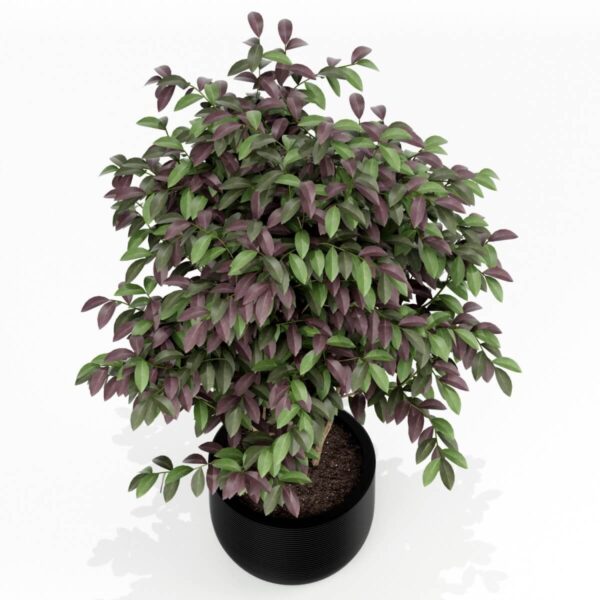 黑色花盆中的绿植盆景3D模型（FBX,MAX）