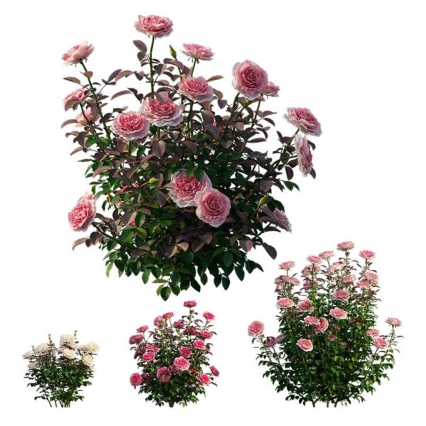 4种不同颜色高度和形态的玫瑰花丛灌木3D模型（OBJ,MAX）