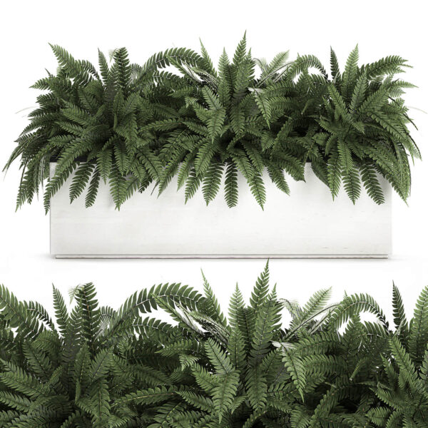 白色长方形花盆内的蕨类观赏植物3D模型（FBX,MAX）