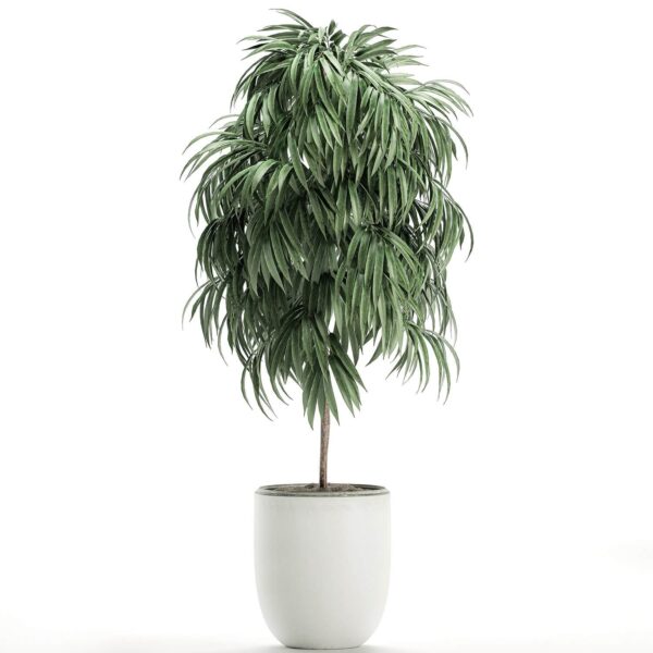 垂榕树盆景3D模型（OBJ,FBX,MAX）