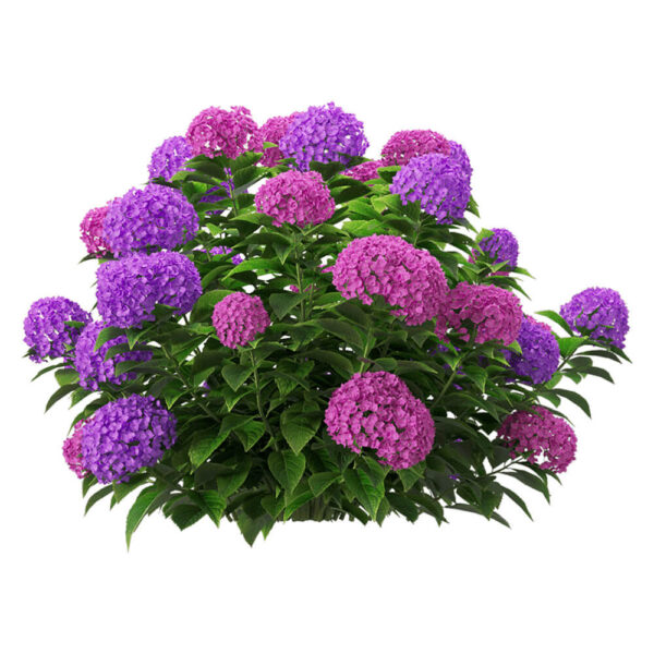 粉色和紫色绣球花花丛3D模型（OBJ,FBX,MAX）