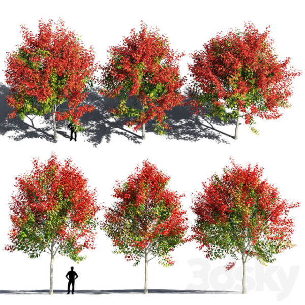 3棵红叶枫树3D模型（FBX,MAX）