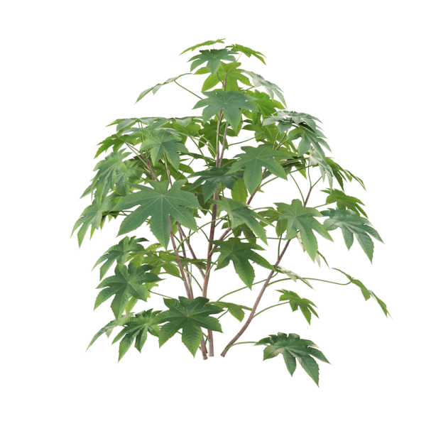 Ricinus communis蓖麻植物3D模型（OBJ,FBX,MAX）