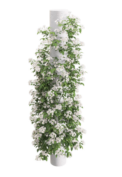Rosa Cymosa开满白色花朵的小果爬藤蔷薇3D模型（OBJ,FBX,MAX）