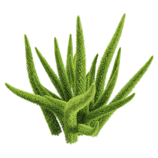 Asparagus densifloru狐尾天门冬植物3D模型（OBJ,FBX,MAX）