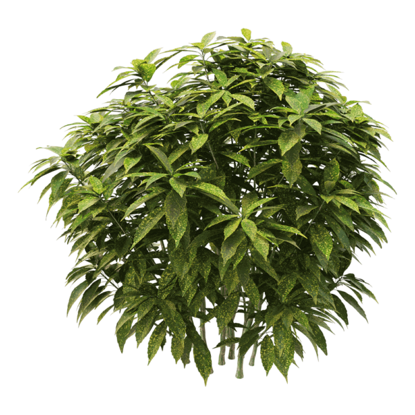 Ancuba japonica洒金珊瑚 花叶青木植物3D模型（OBJ,FBX,MAX）