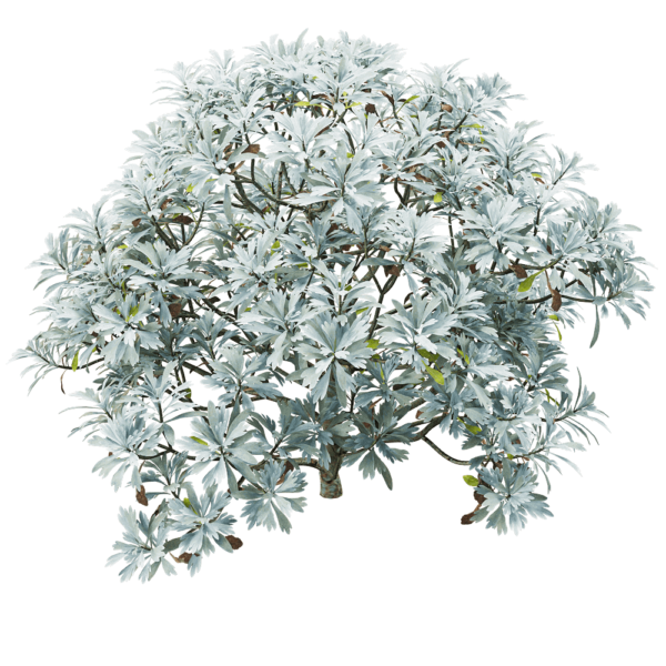 Crossostephium chinense芙蓉菊灌木3D模型（OBJ,FBX,MAX）