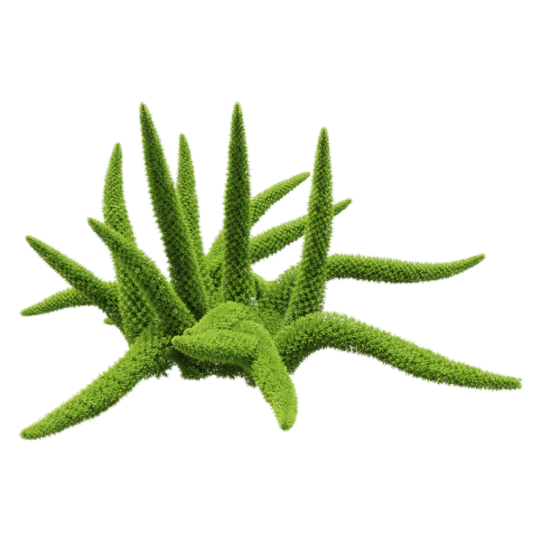Asparagus densifloru狐尾天门冬植物3D模型（OBJ,FBX,MAX）