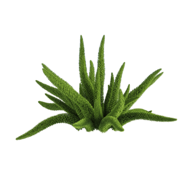Asparagus densifloru狐尾天门冬植物3D模型（OBJ,FBX,MAX）