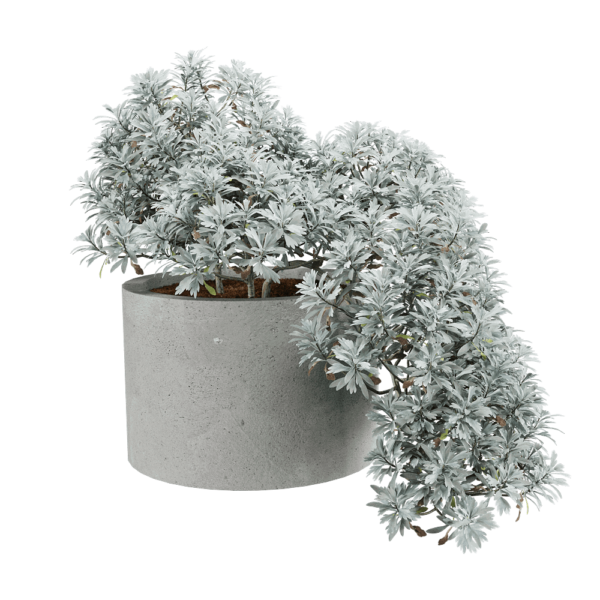 Crossostephium chinense芙蓉菊盆景3D模型（OBJ,FBX,MAX）