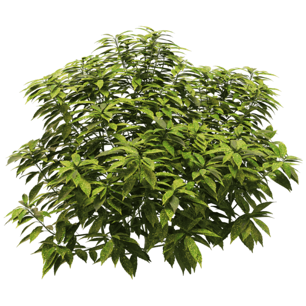 Ancuba japonica洒金珊瑚 花叶青木植物3D模型（OBJ,FBX,MAX）
