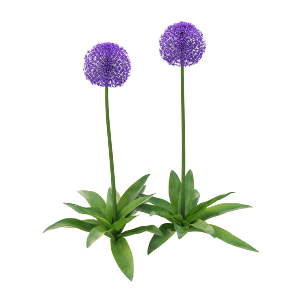 Allium giganteum大花葱植物3D模型（OBJ,FBX,MAX）