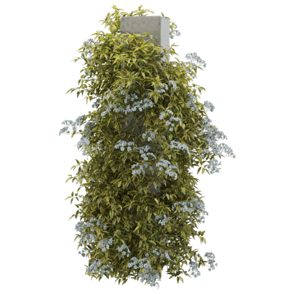 开满白色小花的素馨叶白英爬藤植物3D模型（OBJ,FBX,MAX）