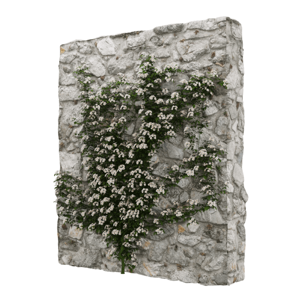 Rosa Cymosa岩石上开满白色花朵的小果爬藤蔷薇3D模型（OBJ,FBX,MAX）