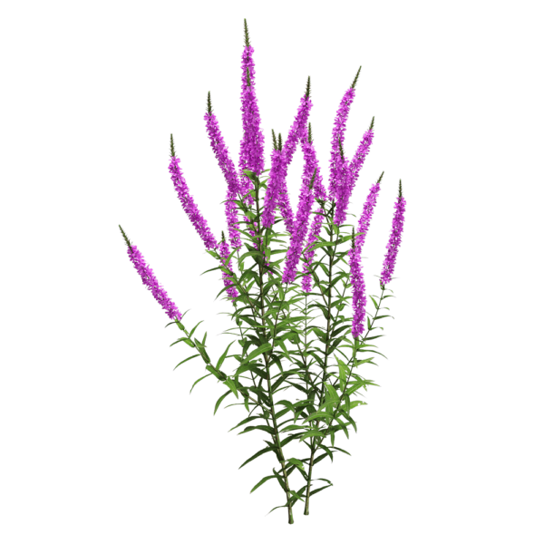 开紫色花朵的千屈菜 水柳植物花丛3D模型（OBJ,FBX,MAX）