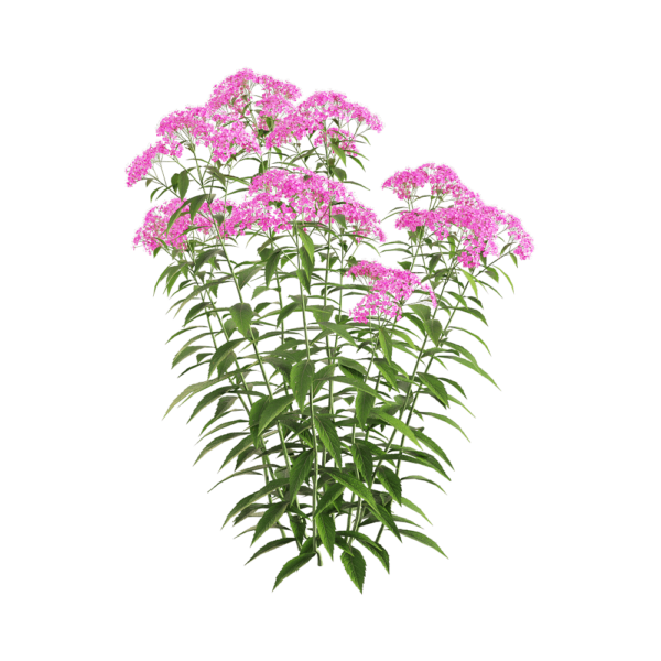 开满紫色花朵的粉花绣线菊花丛3D模型（OBJ,FBX,MAX）