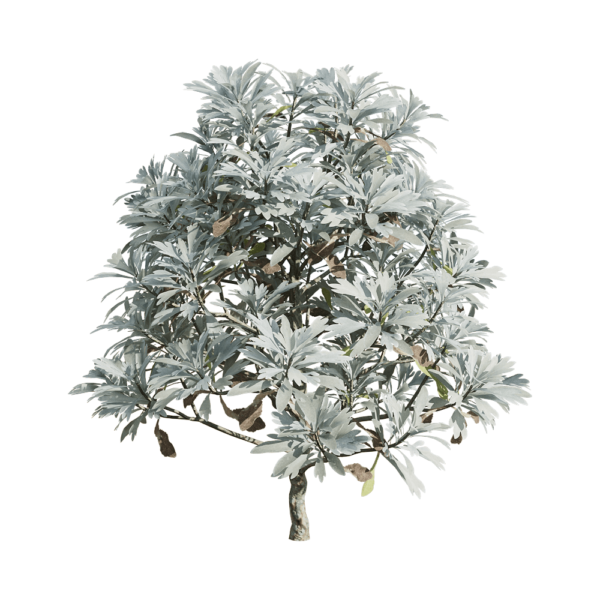 Crossostephium chinense芙蓉菊灌木3D模型（OBJ,FBX,MAX）