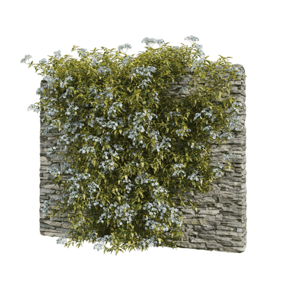 石头墙壁上Solanum jasminoides variegata开满白色花朵的花叶素馨叶白英植物3D模型（OBJ,FBX,MAX）