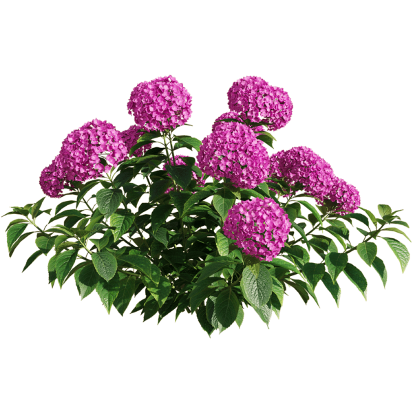 紫色绣球花丛3D模型（OBJ,FBX,MAX）