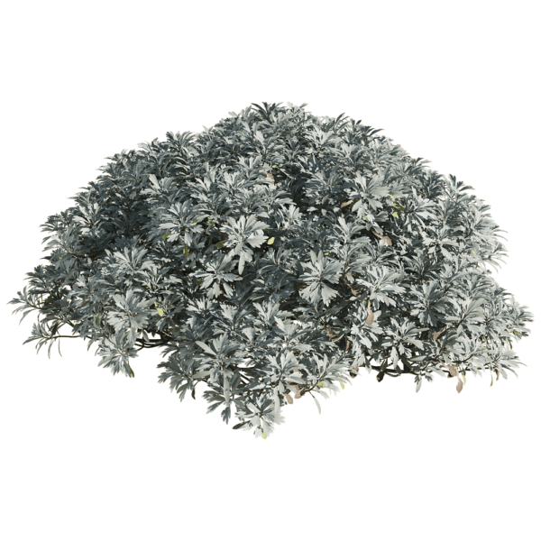 Crossostephium chinense芙蓉菊灌木3D模型（OBJ,FBX,MAX）