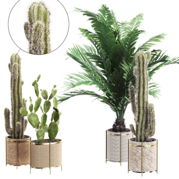 仙人掌和棕榈绿植盆景组合3D模型（OBJ,MAX）