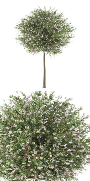 Salix Hakuro Nishiki彩叶妃柳树3D模型（FBX,MAX）