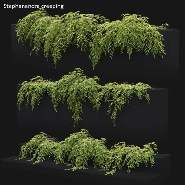 Stephanandra蔷薇小米空木爬藤植物3D模型（OBJ,MAX）