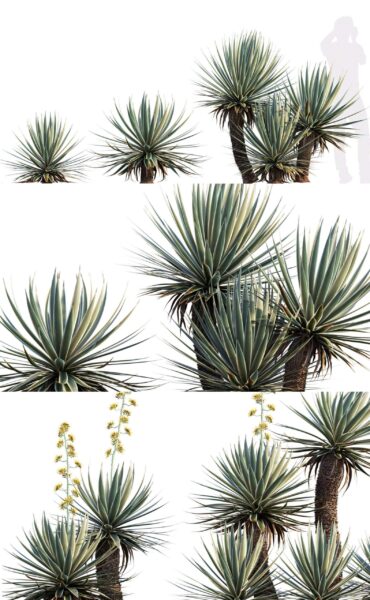 狭叶龙舌兰植物3D模型（OBJ,FBX,MAX）