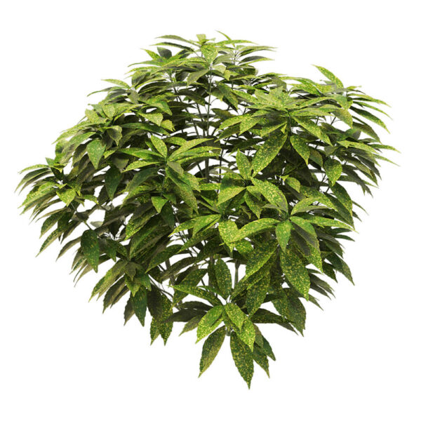 Ancuba japonica洒金珊瑚 花叶青木植物3D模型（OBJ,FBX,MAX）