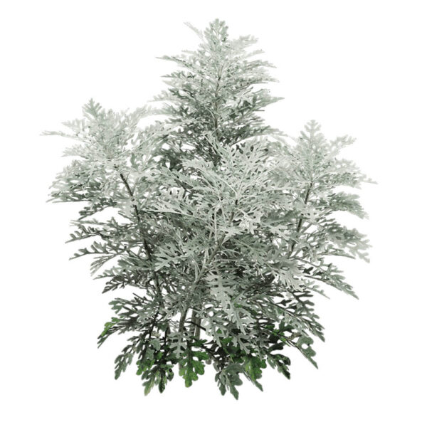 Jacobaea Maritima银叶菊植物灌木3D模型（OBJ,FBX,MAX）