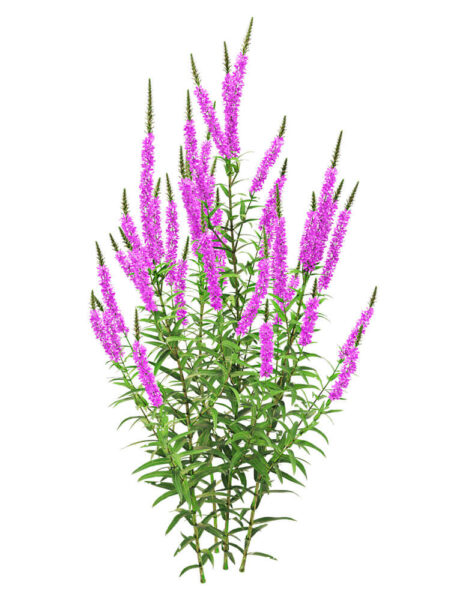 开紫色花朵的千屈菜 水柳植物花丛3D模型（OBJ,FBX,MAX）