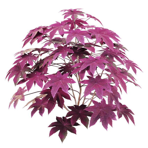 Ricinus communis紫叶观赏蓖麻3D模型（OBJ,FBX,MAX）