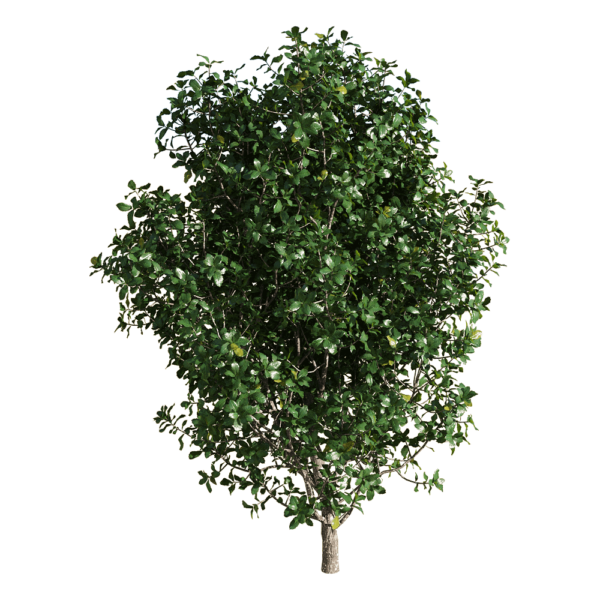 Quercus coccifera胭脂虫栎树3D模型（OBJ,FBX,MAX）
