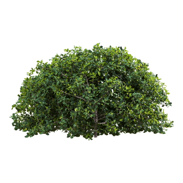Quercus coccifera胭脂虫栎树3D模型（OBJ,FBX,MAX）