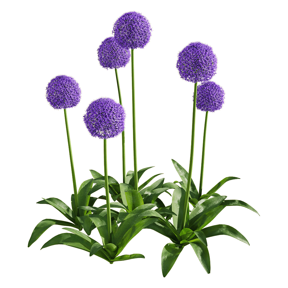 Allium giganteum大花葱植物3D模型（OBJ,FBX,MAX）