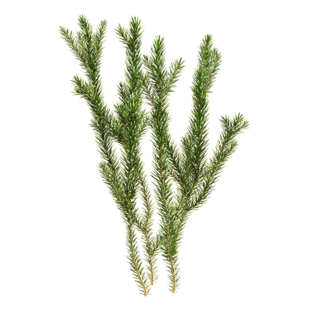 Erica multiflora多花欧石南植物3D模型（OBJ,FBX,MAX）