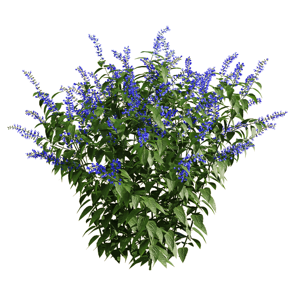 Salvia Guarantica开满紫色花朵的燕雀草 深蓝鼠尾草3D模型（OBJ,FBX,MAX）