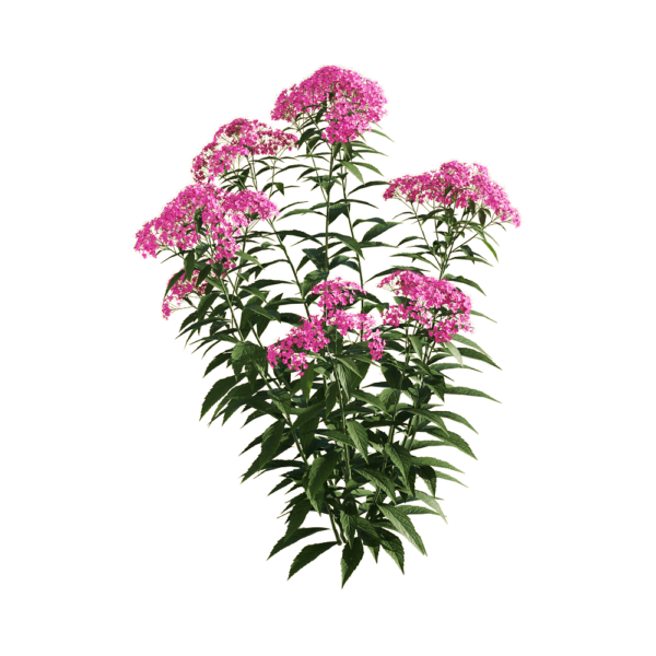 开满紫色花朵的粉花绣线菊花丛3D模型（OBJ,FBX,MAX）