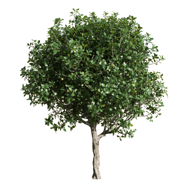 Quercus coccifera胭脂虫栎树3D模型（OBJ,FBX,MAX）