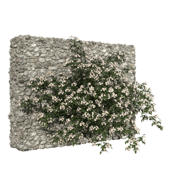Rosa Cymosa石墙上开满白色花朵的小果爬藤蔷薇3D模型（OBJ,FBX,MAX）